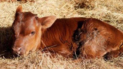 Felle kritiek op weddenschap met kalf tijdens carnaval