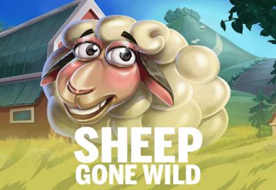 Sheep Gone Wild