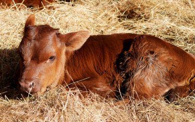 Felle kritiek op weddenschap met kalf tijdens carnaval Felle kritiek op weddenschap met kalf tijdens carnaval